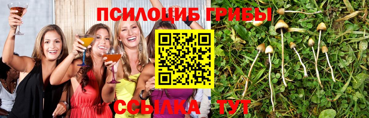 Галлюциногенные грибы Psilocybe Курган